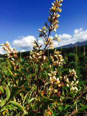 Nandina Domestica