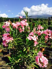 Oleandro (Nerium Oleander)