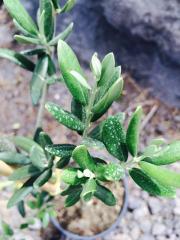 Olivo Alberello (Olea Europea)