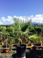 Palma Americana (Washingtonia)