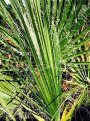 Palma Americana (Washingtonia)