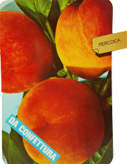 Percoca