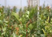 Pianta di pistacchio Femmina