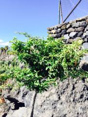 Pyracantha Alberello