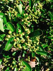 Pyracantha Cespuglione