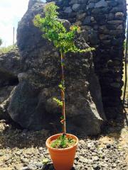 Pyracantha (Vaso Cilindrico)