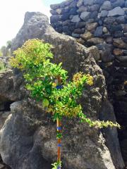 Pyracantha (Vaso Cilindrico)