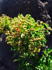 Pyracantha (Vaso Cilindrico)