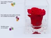 Rose stabilizzate della serie Flower Cube