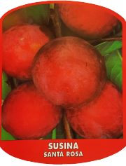 Susina Santa Rosa