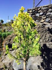 Thuja (Alberello Basso)