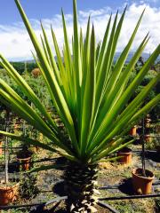 Yucca Torreyi